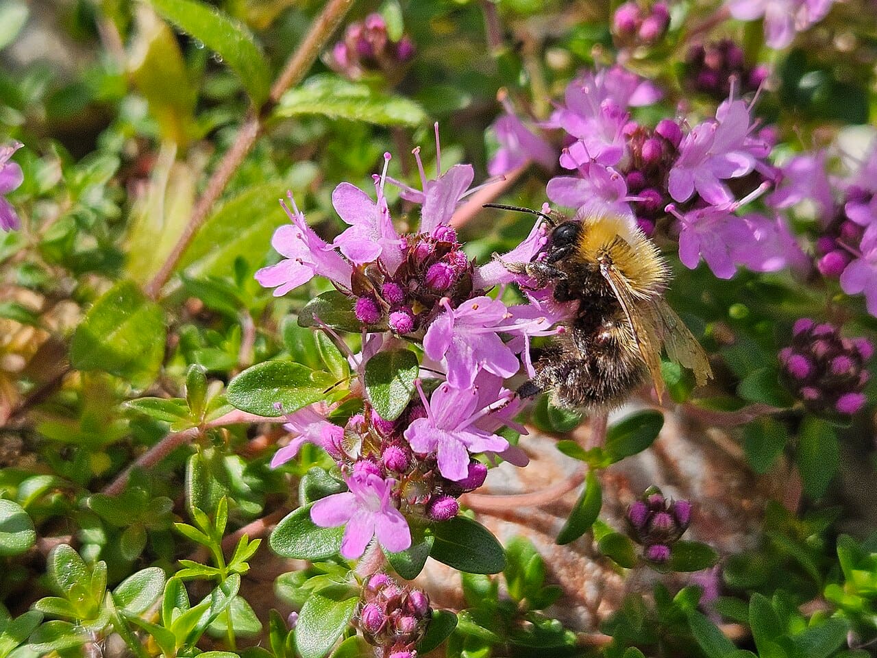 A bumblebee feeding on the pink flowers of creeping thyme