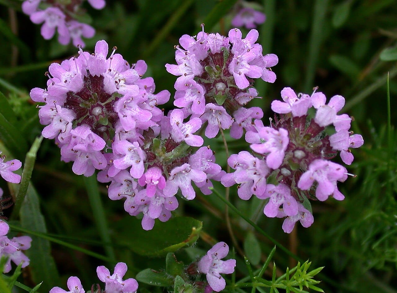 Close-up of Breckland thyme flower heads, Thymus serpyllum, rosy pink