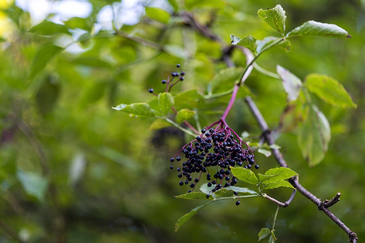 A cluster of ripe black elderberries on a branch
