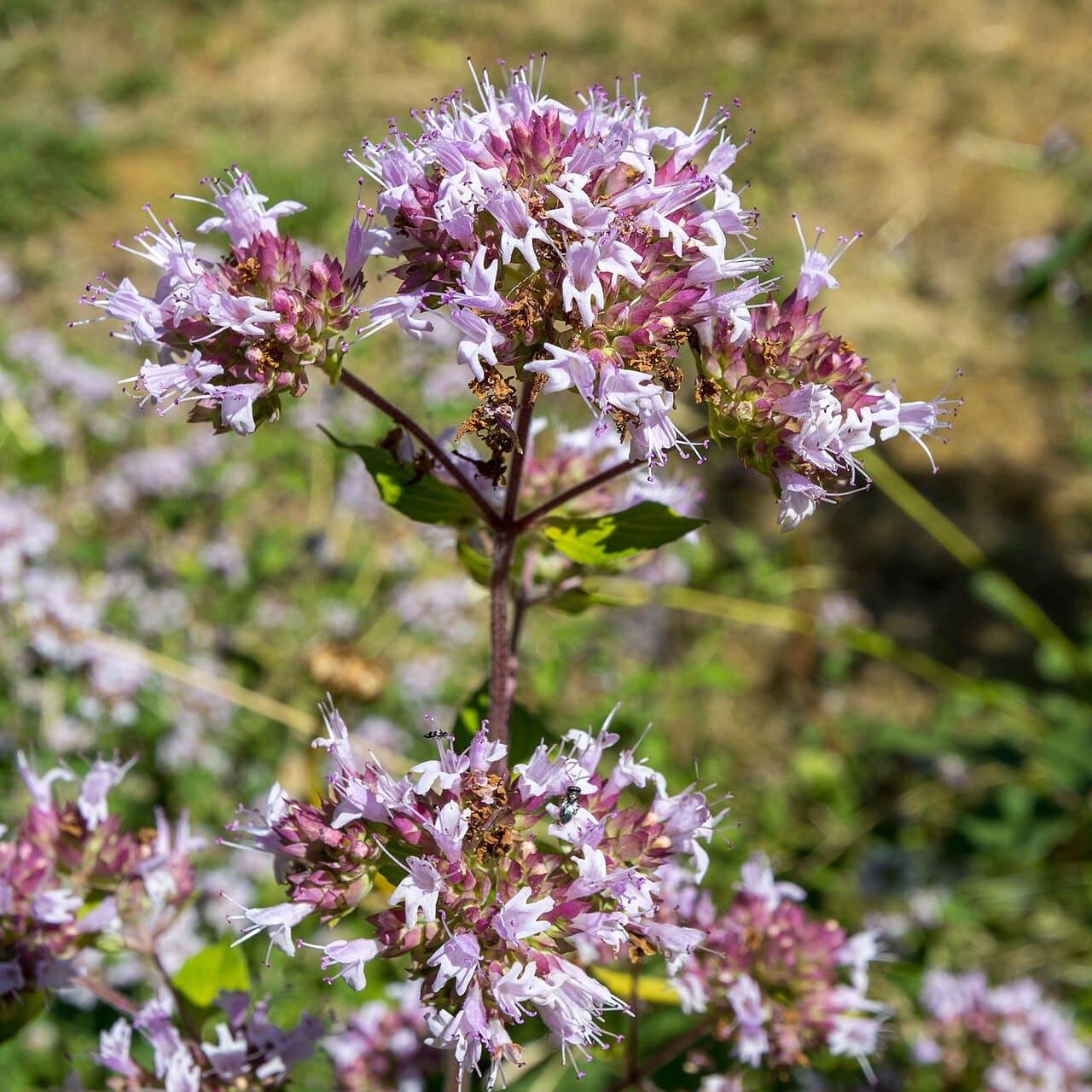 Probably oregano (wild marjoram), not a thyme, Origanum vulgare