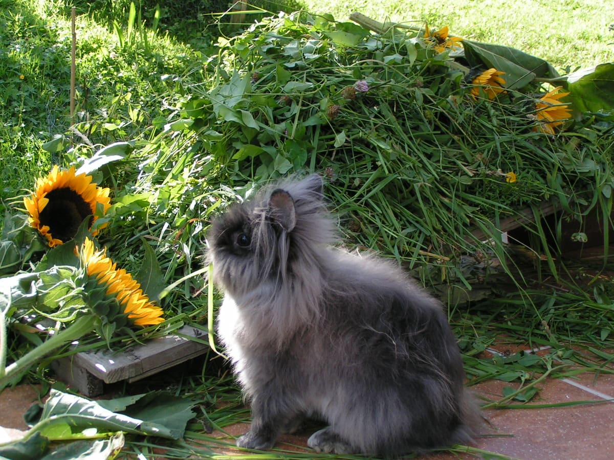 A long-haired pet rabbit beside a heap of fresh greens