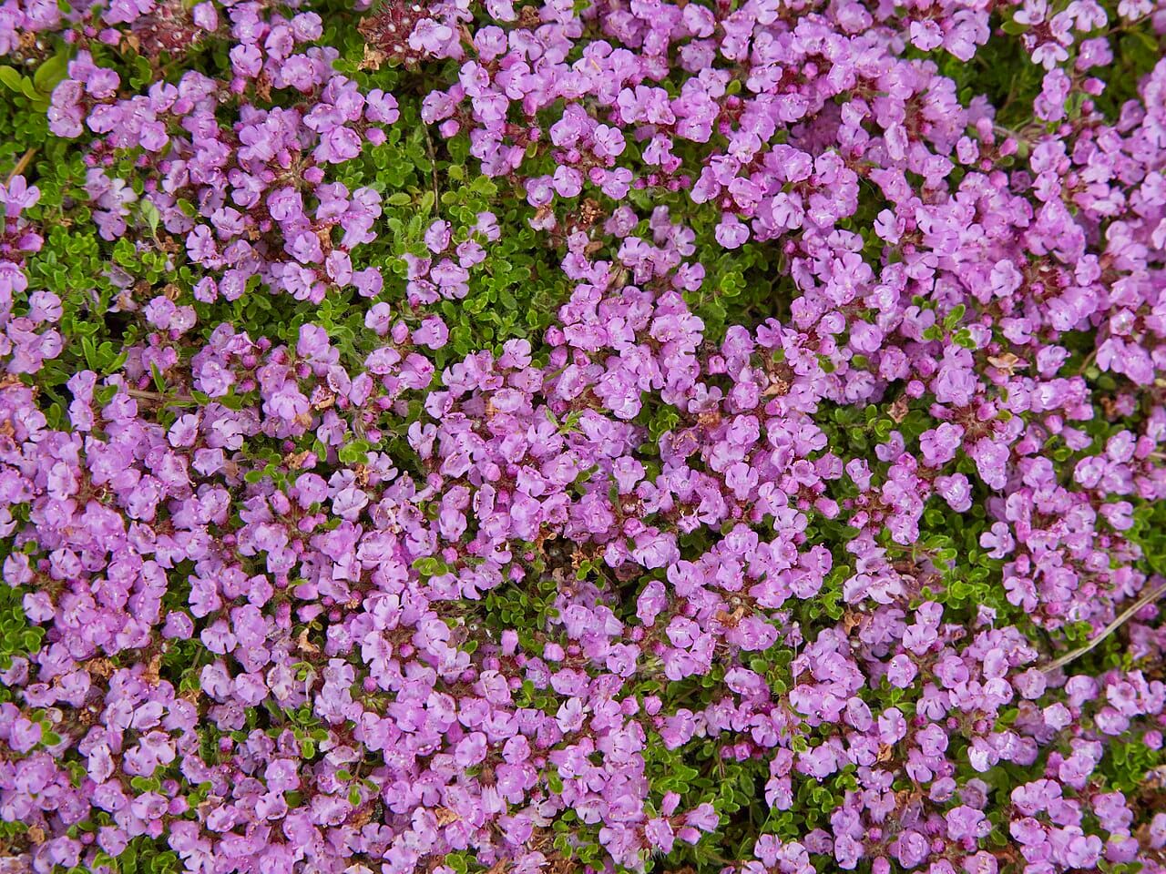 A dense mat of creeping wild thyme covered in pink flowers