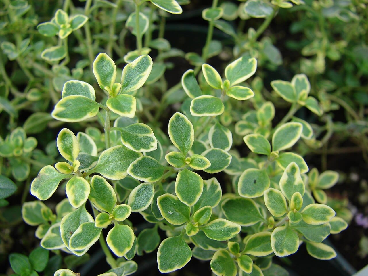 Lemon thyme leaves, Thymus × citriodorus