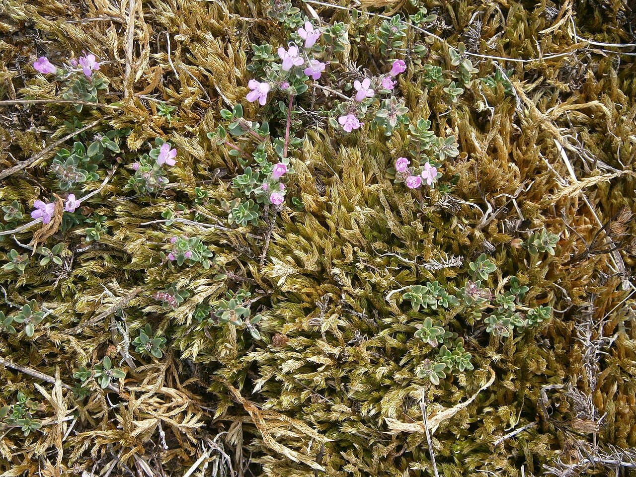 Creeping thyme, Thymus praecox, flowering as a low mat