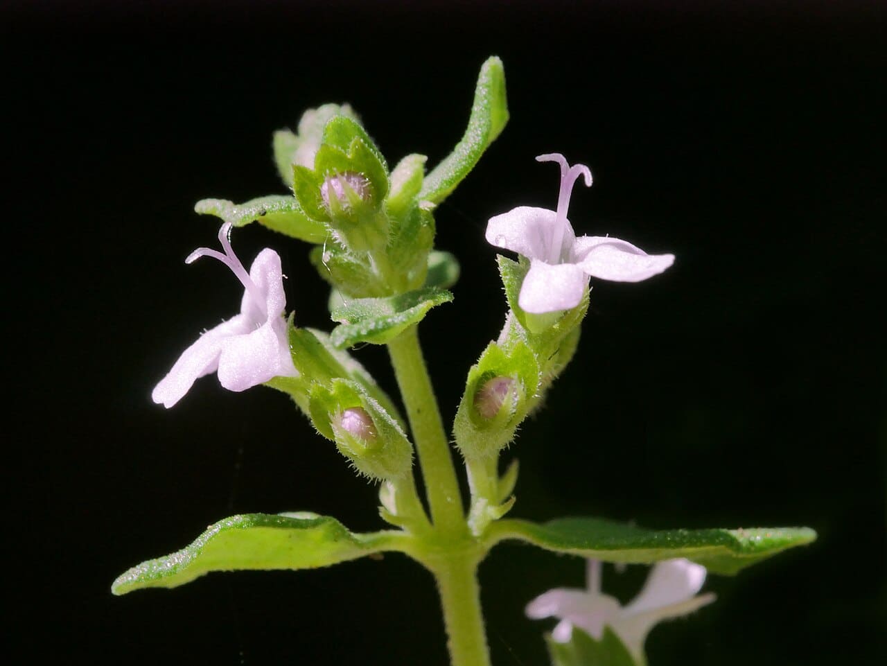 Large thyme, Thymus pulegioides
