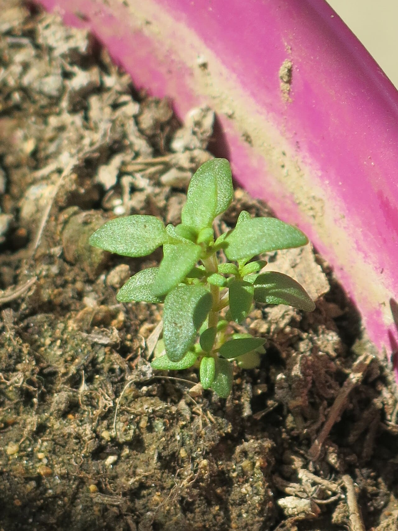 A young thyme seedling