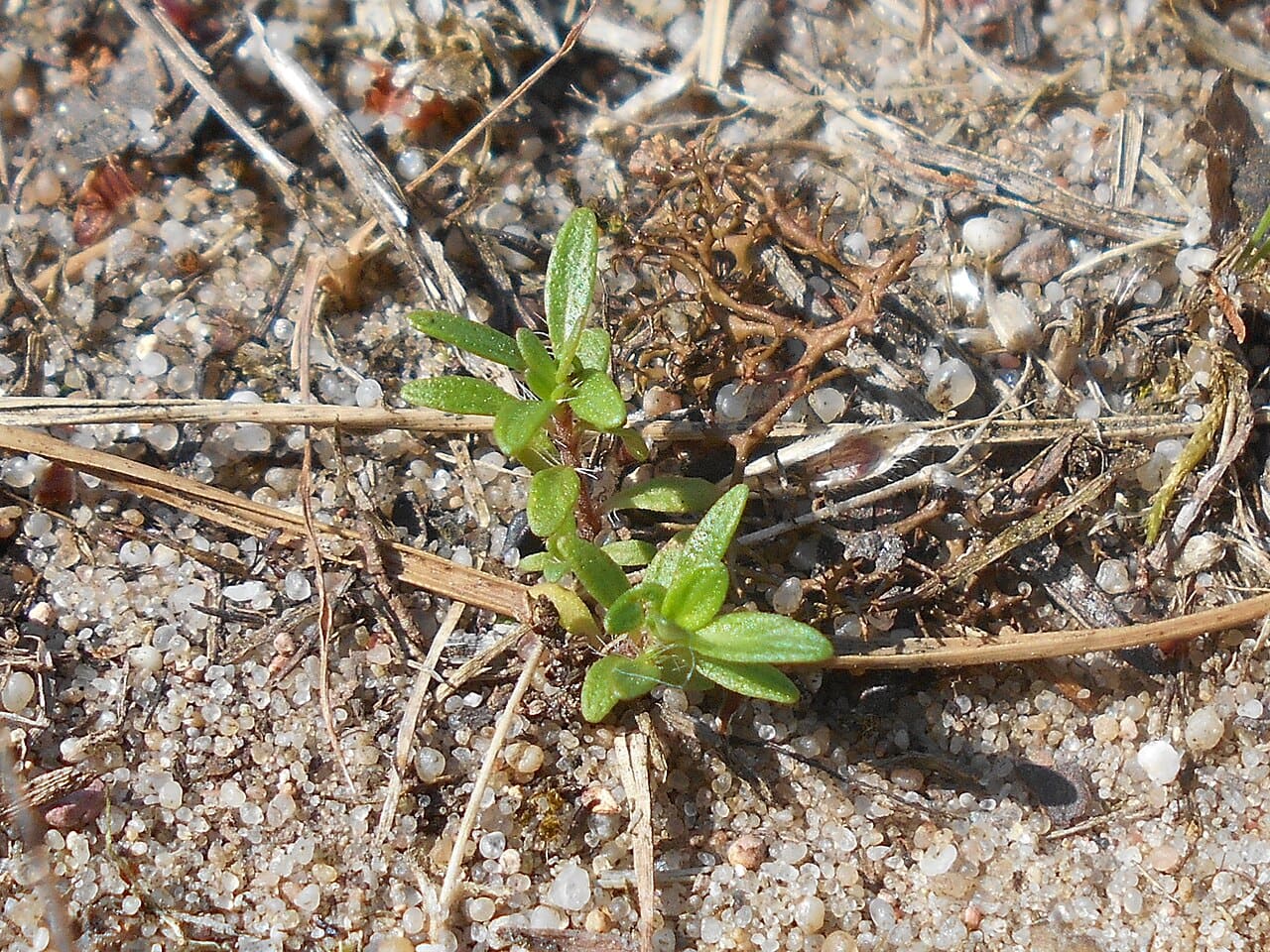 Wild thyme, Thymus polytrichus (also listed as T. drucei)