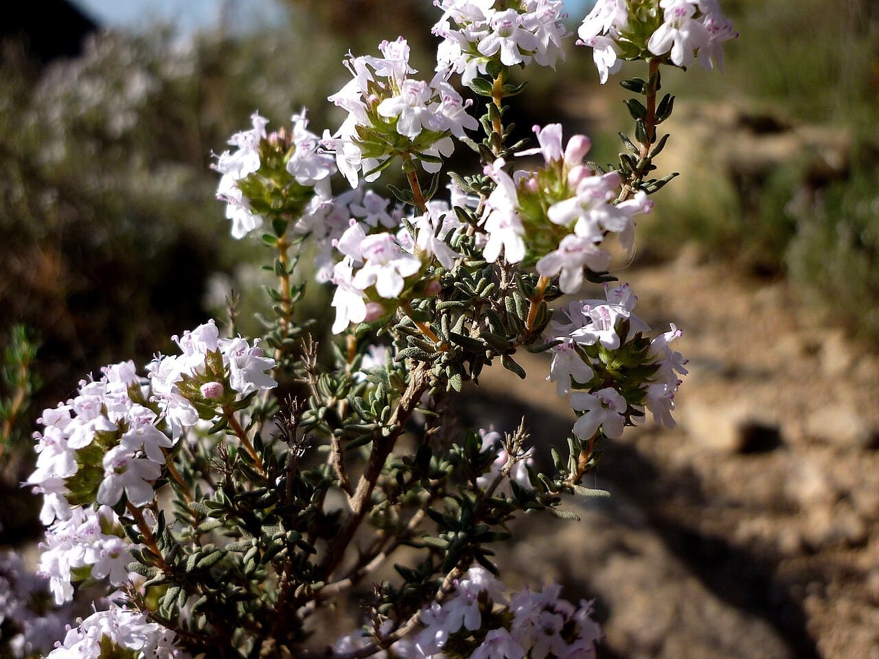 Common thyme, Thymus vulgaris
