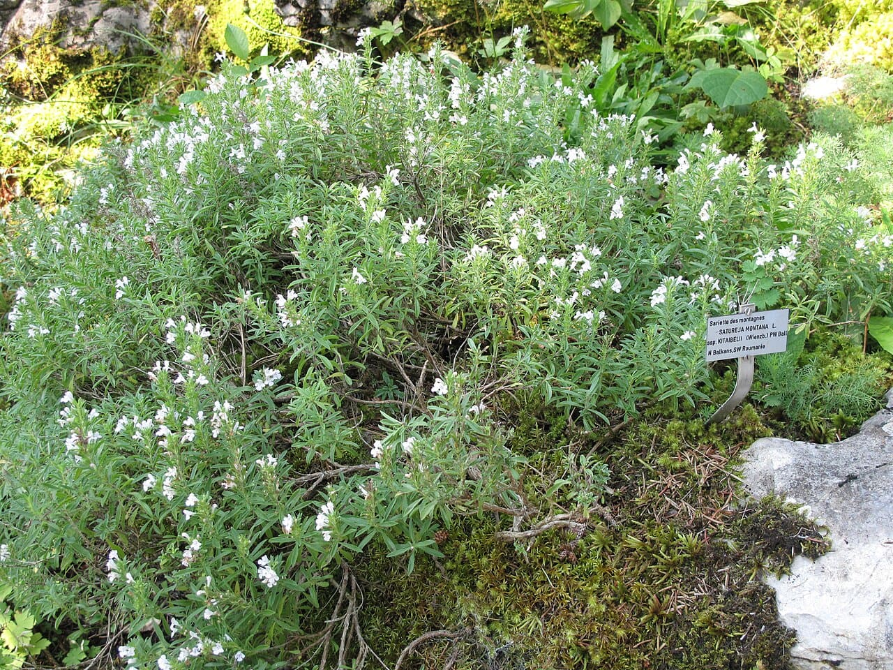 A low bush of winter savory, Satureja montana, with small white flowers